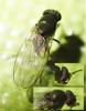 Drosophila sp.